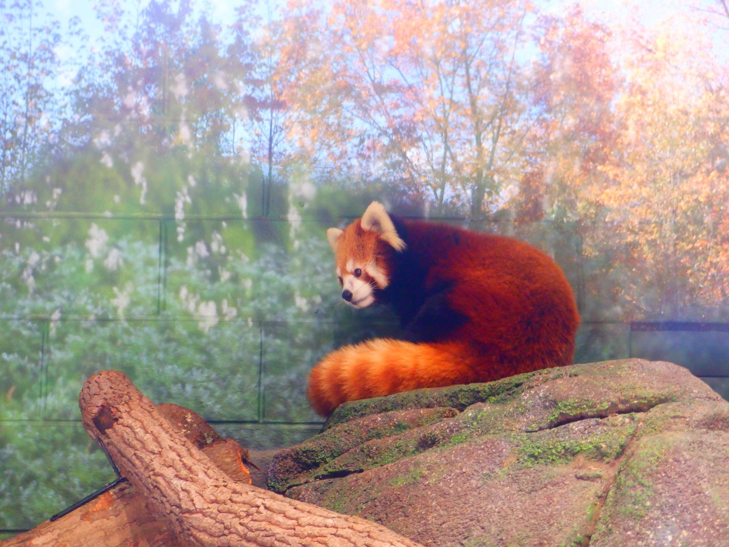 Red Panda at the Greensboro Science Center