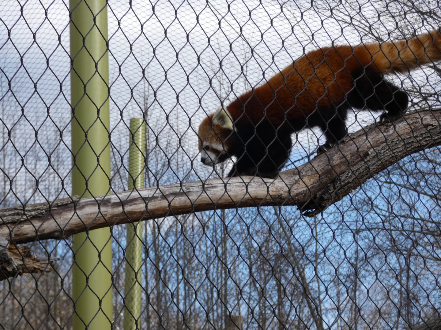 Red Panda at the Greensboro Science Center