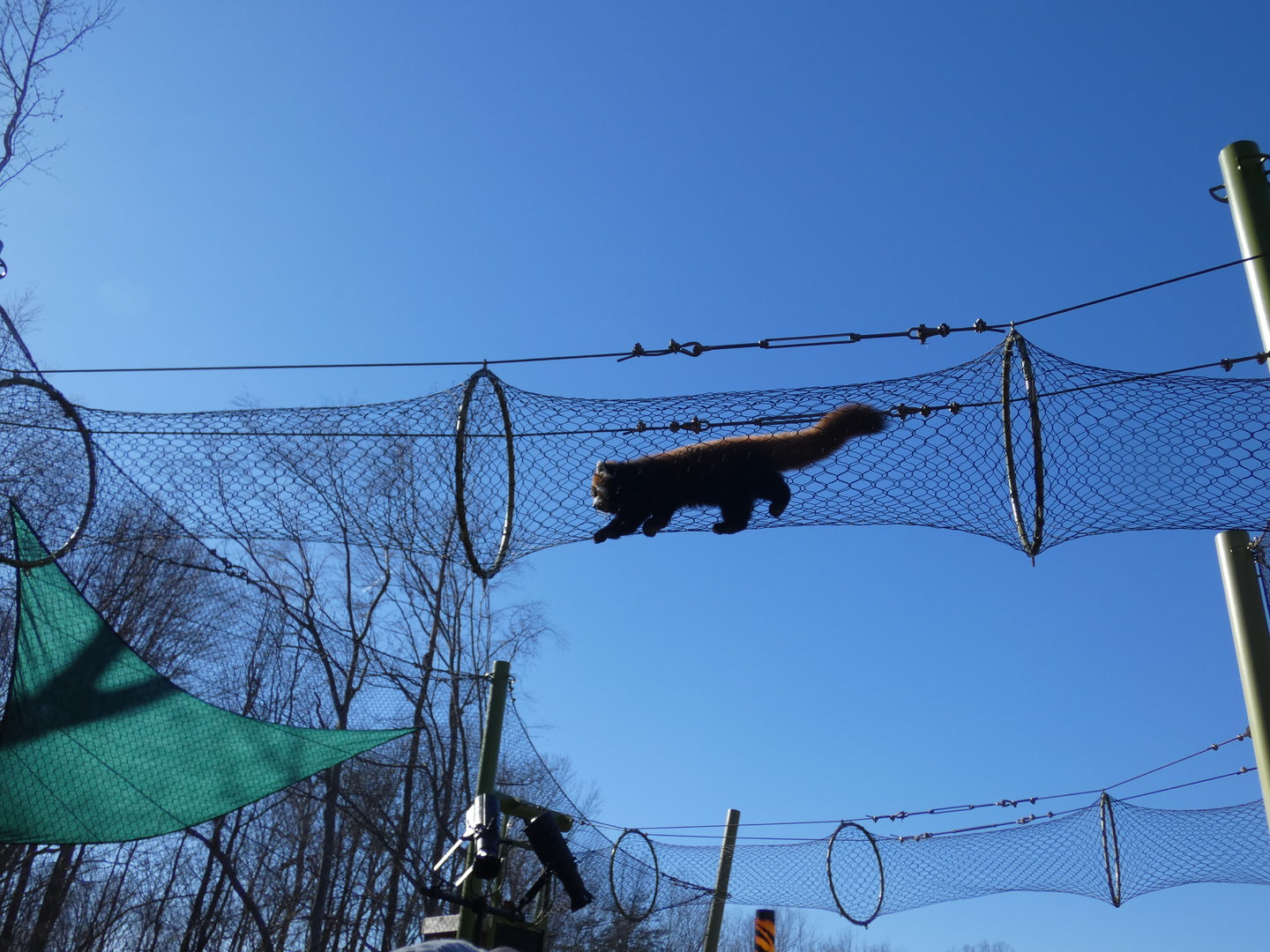 Red Panda at the Greensboro Science Center