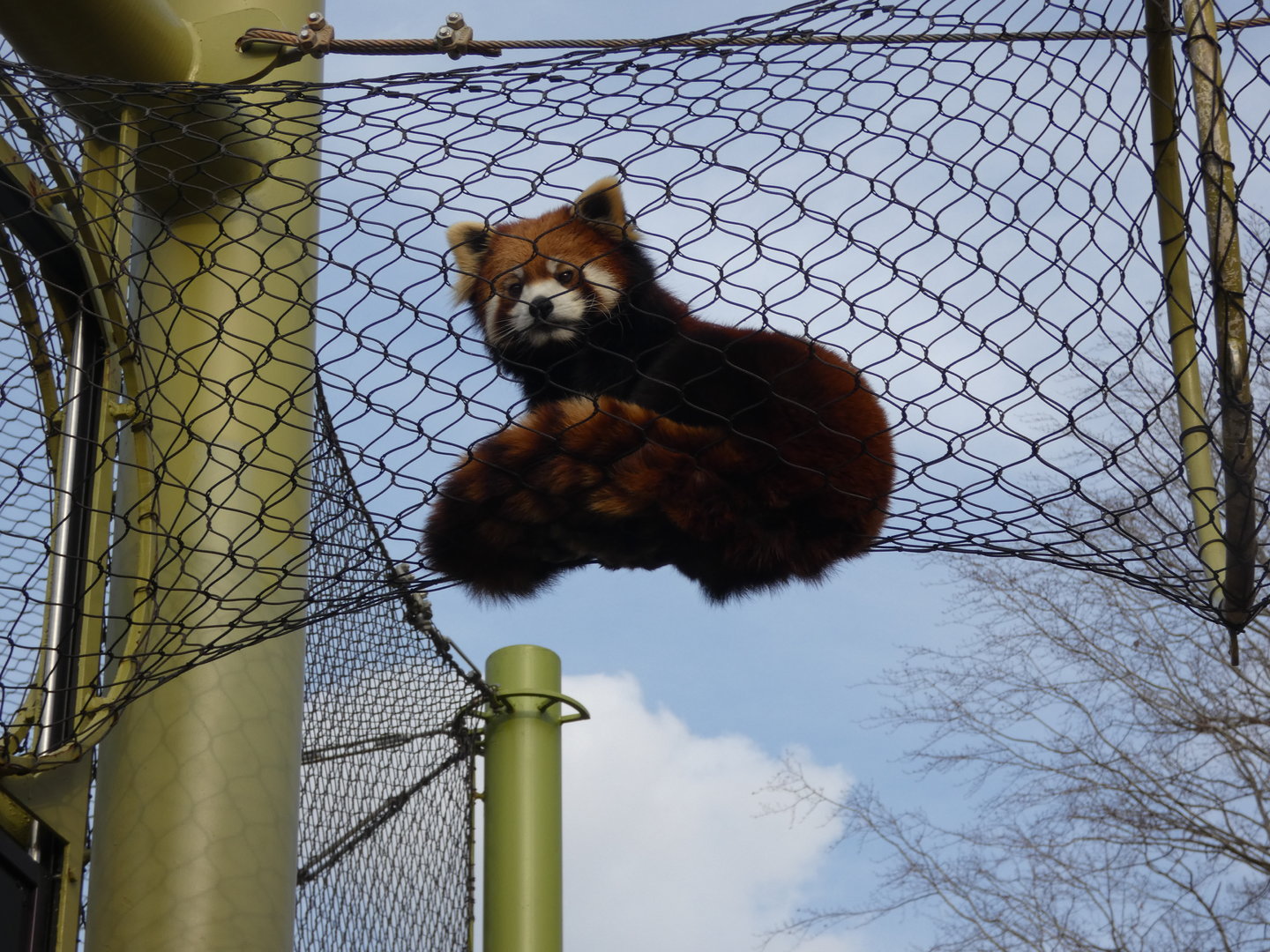 Red Panda at the Greensboro Science Center