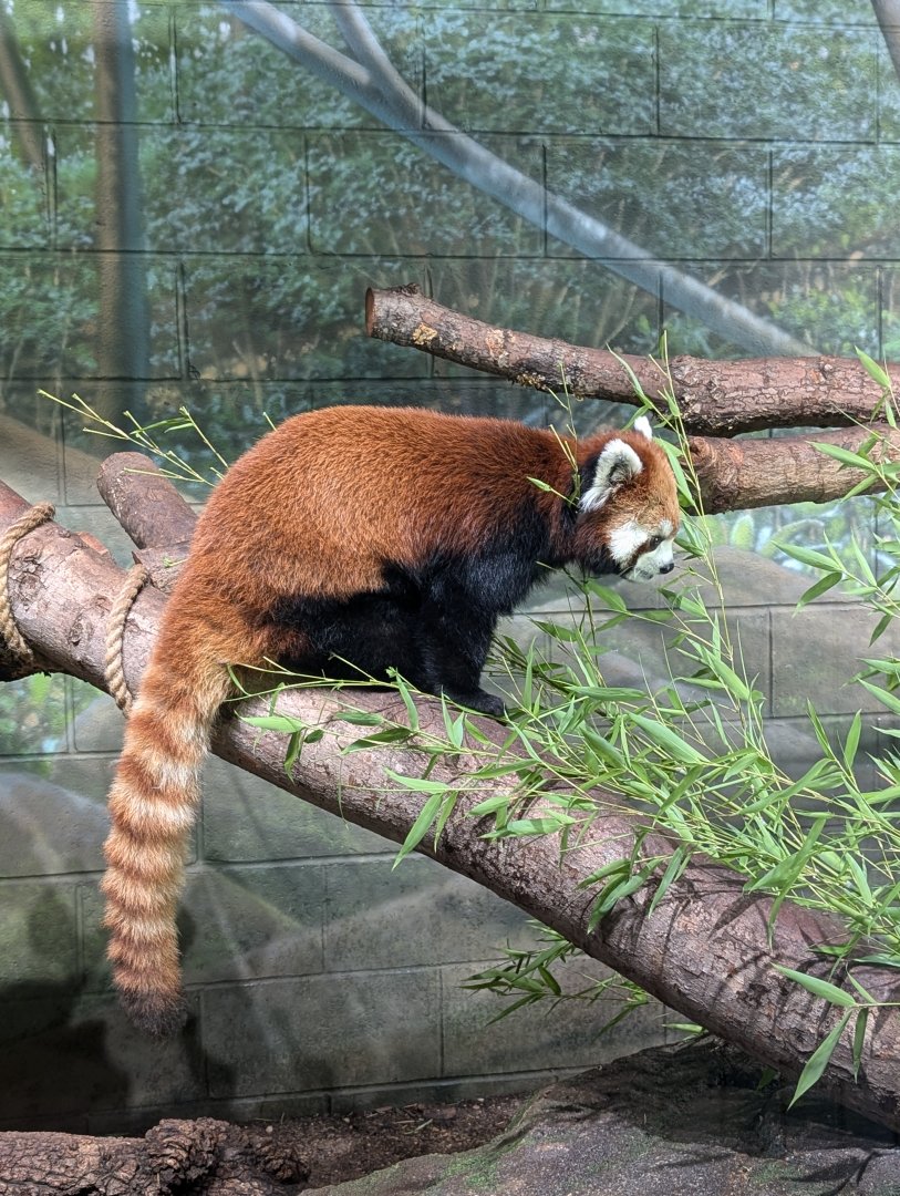 Red Panda at the Greensboro Science Center
