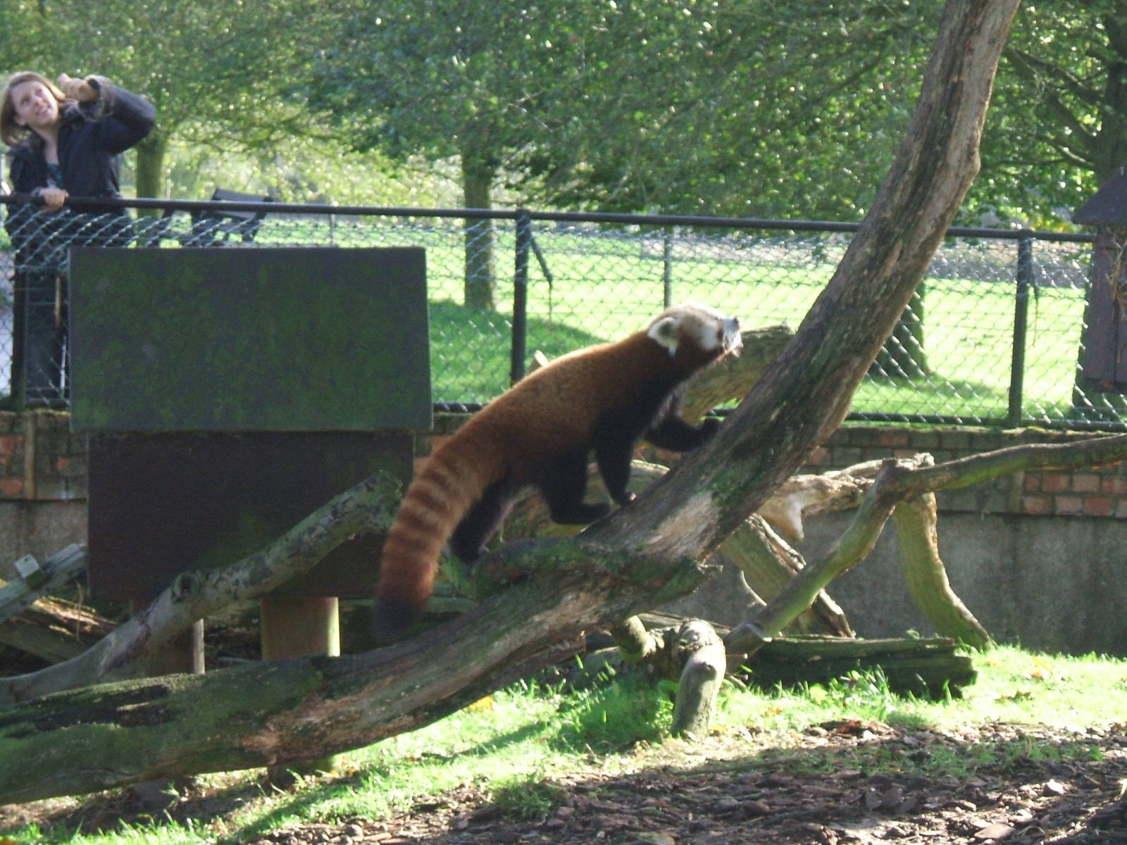 Red Panda at Whipsnade