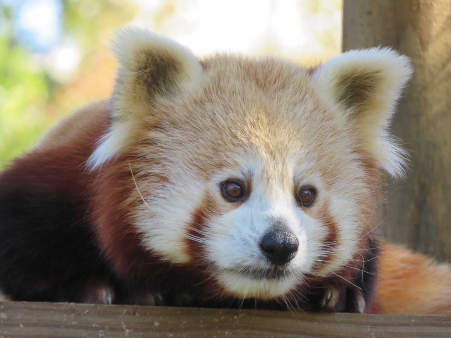 Red Panda at Wildlife HQ 2020