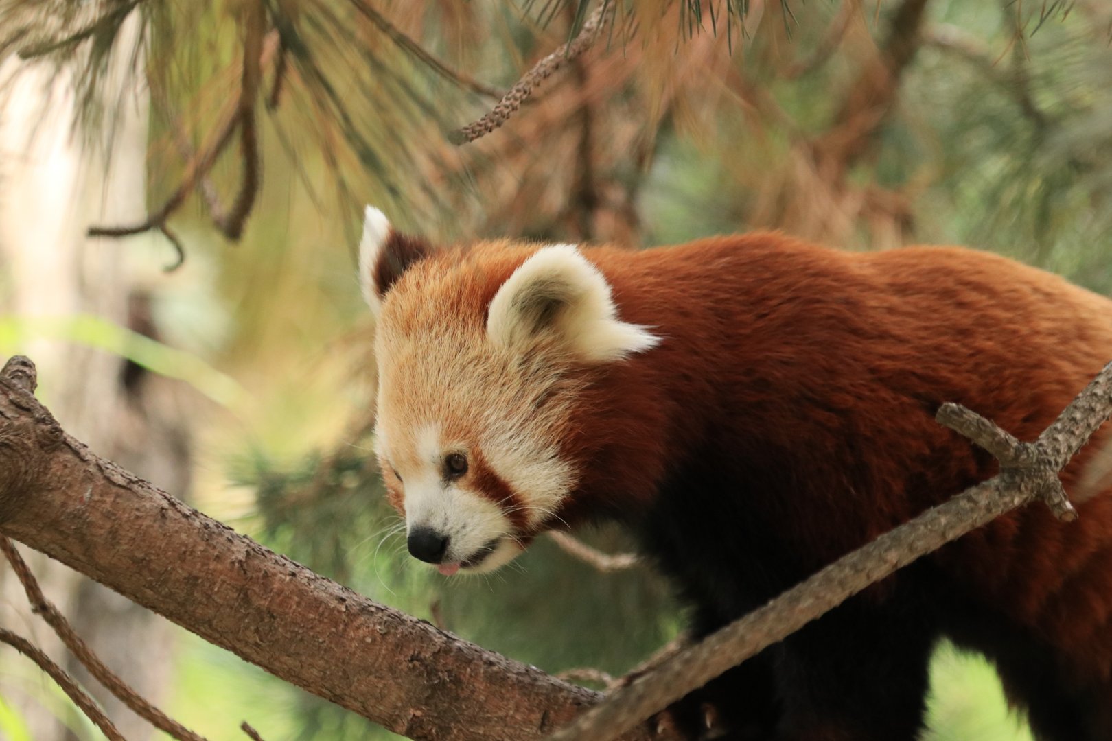 Red Panda (August 2019)