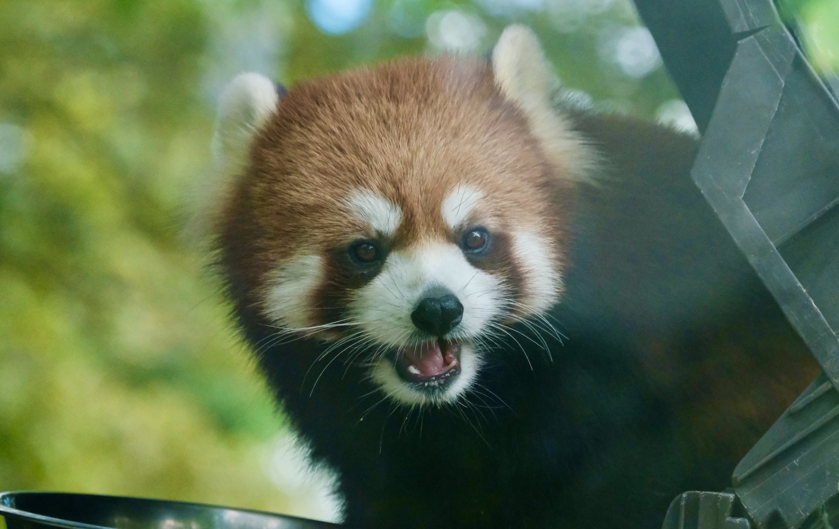 Red panda - August 26, 2025