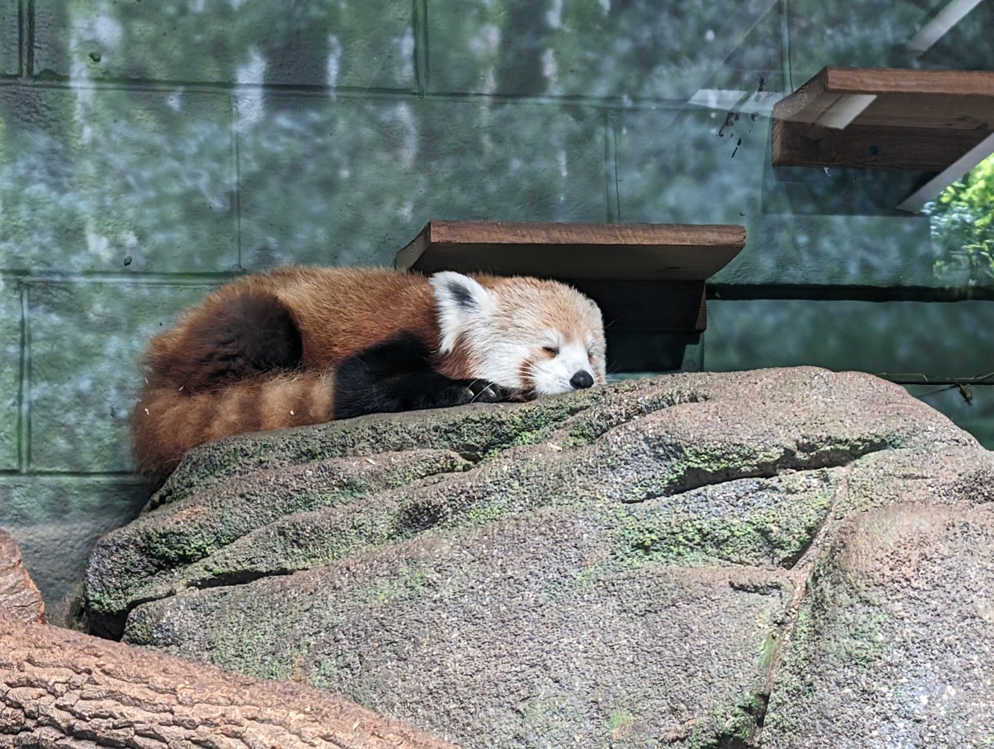 Red Panda "Azula"