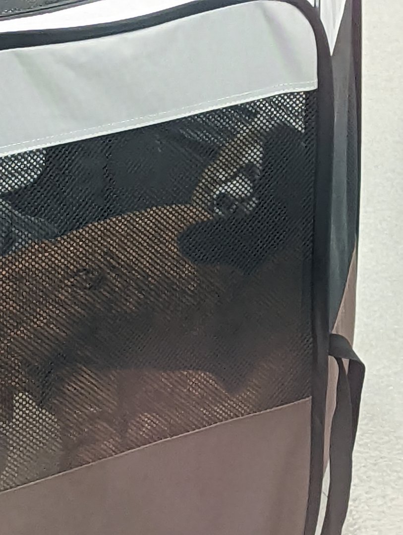 Red Panda baby "Ravi" at the Greensboro Science Center
