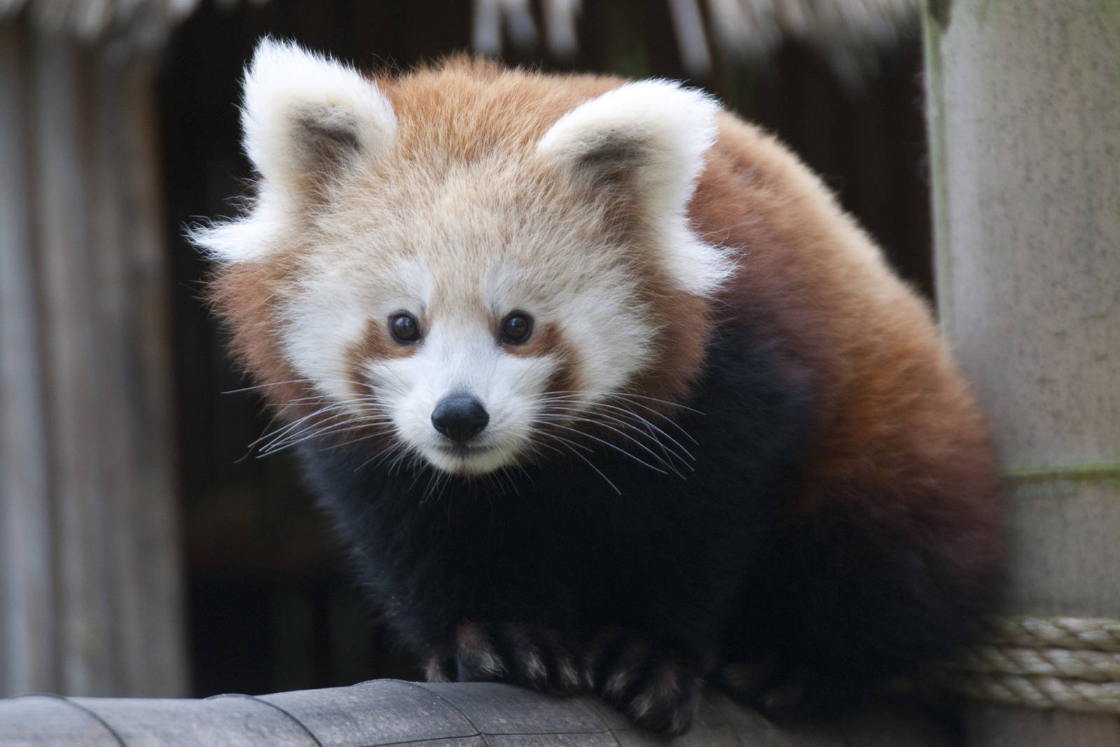 Red panda baby