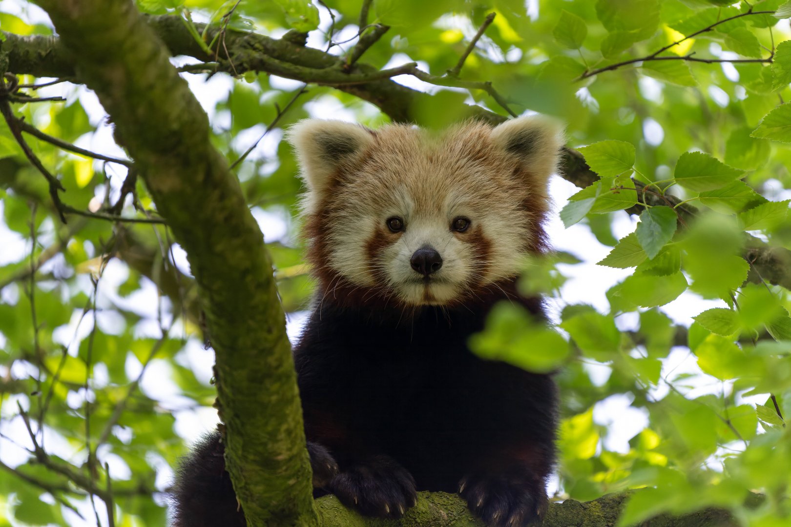 Red panda, Banham, UK