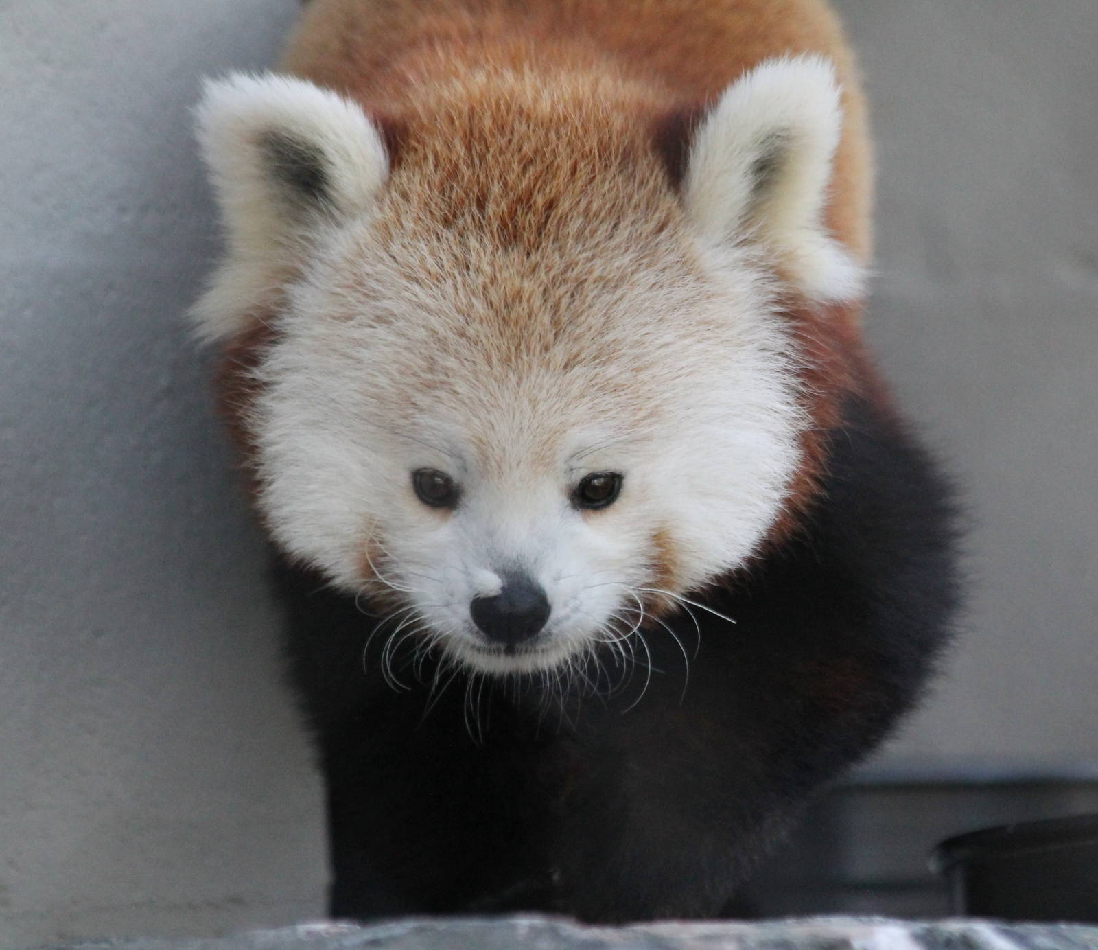 Red panda - Beatrix