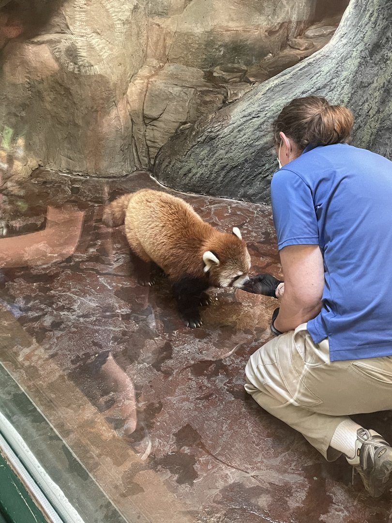 Red Panda Birthday (5/26/21)