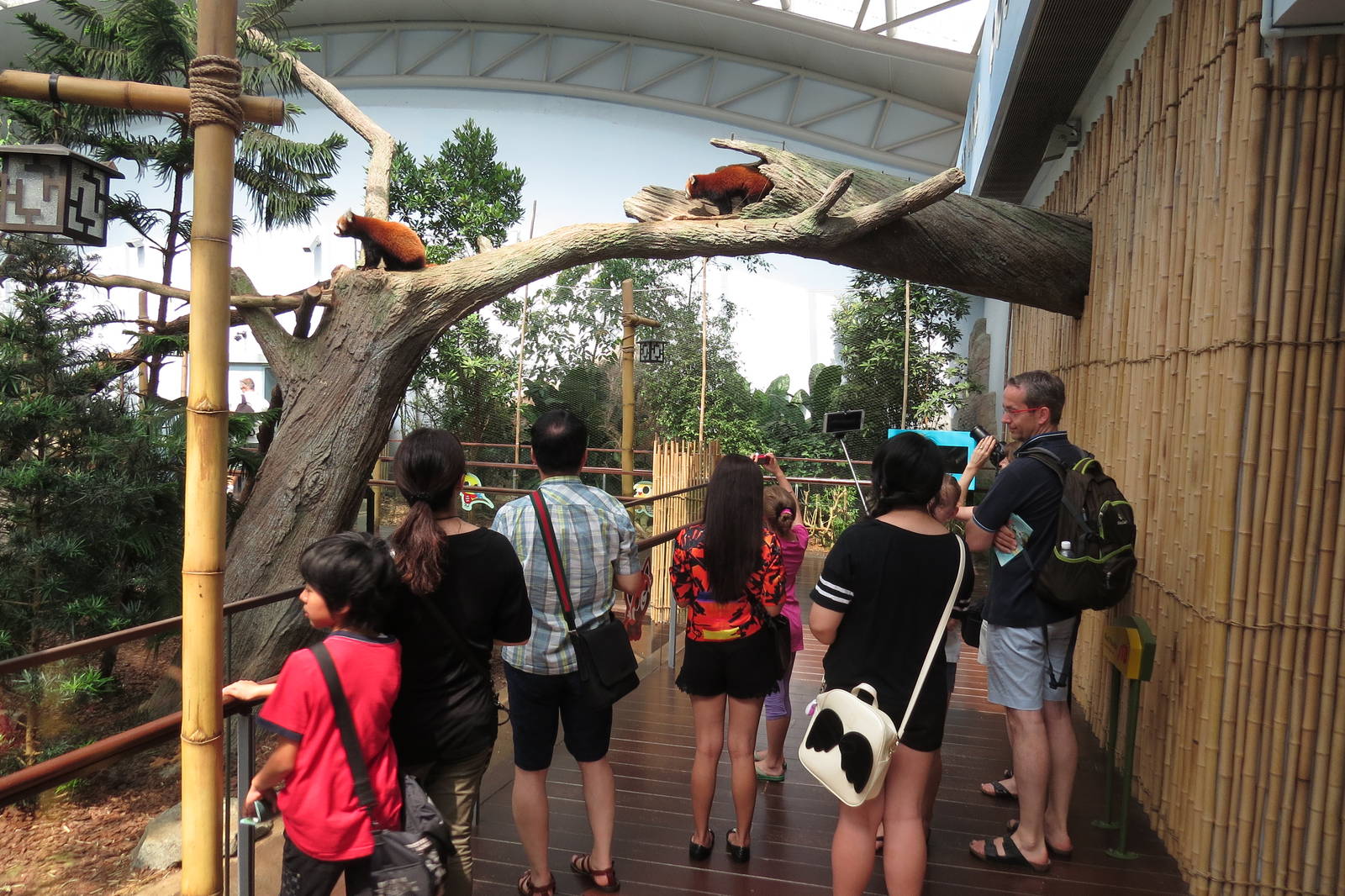 Red panda bridge at the River Safari