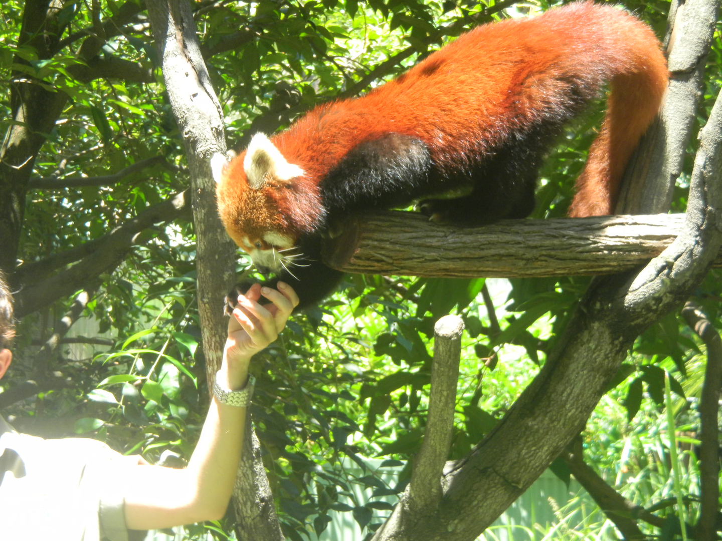 Red Panda - Cairns Tropical Zoo 2011