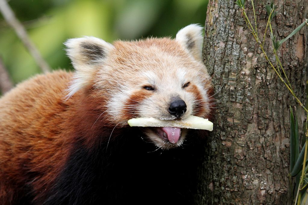 Red Panda - Chauri