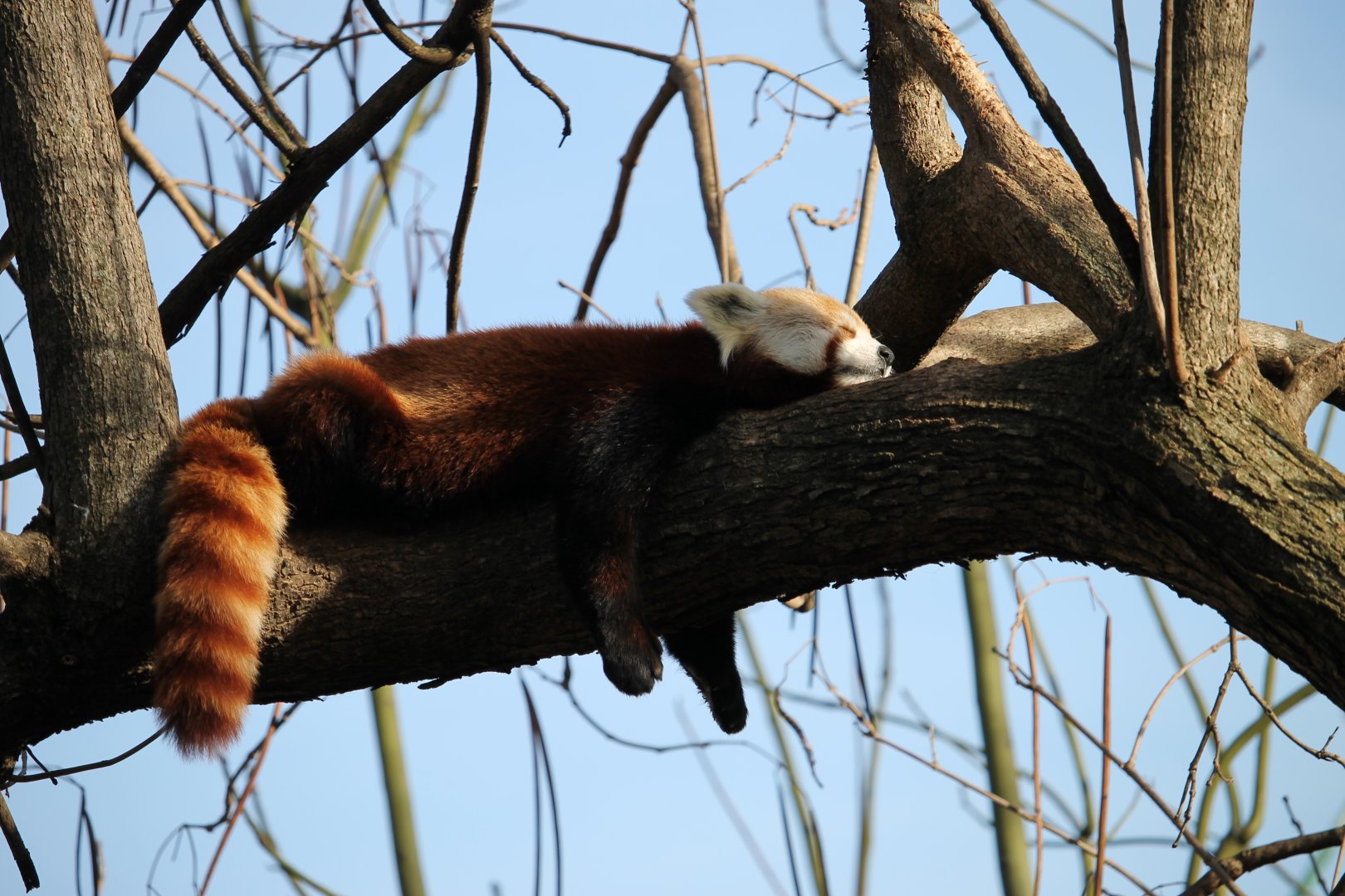 Red Panda Chilling (Ailurus fulgens)