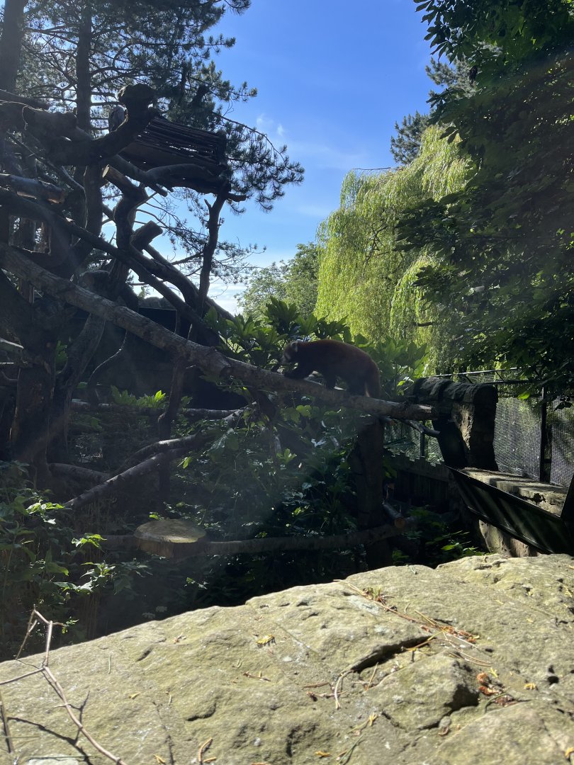 Red panda climbing 18.7.23
