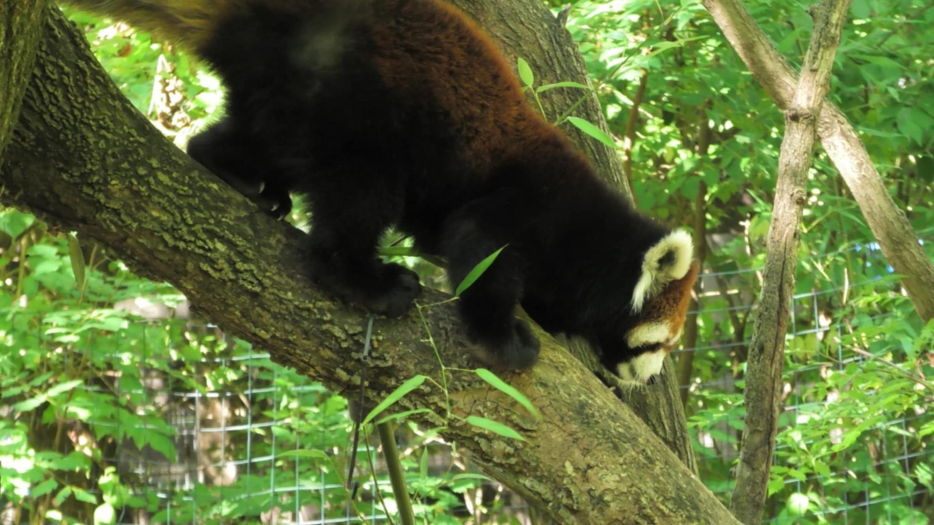 Red panda climbing down a tree