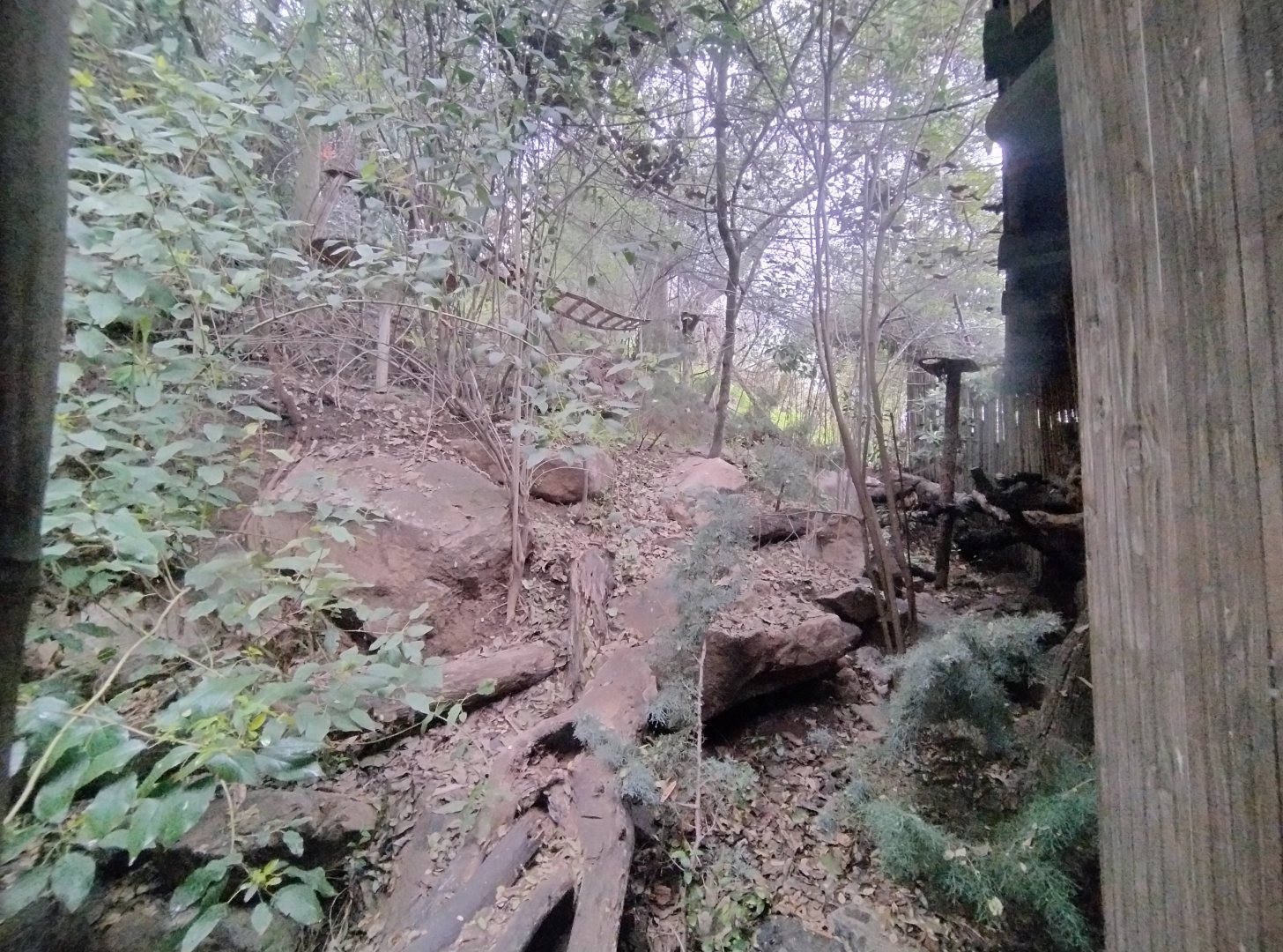 Red panda complex (empty) - Santiago zoo (Zoologico nacional)