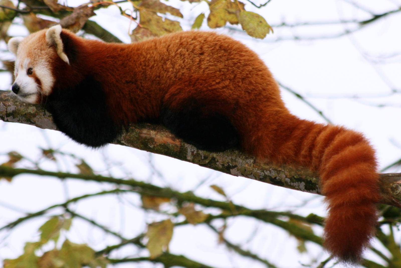 Red panda; Cotswold Wildlife Park; 20th November 2010