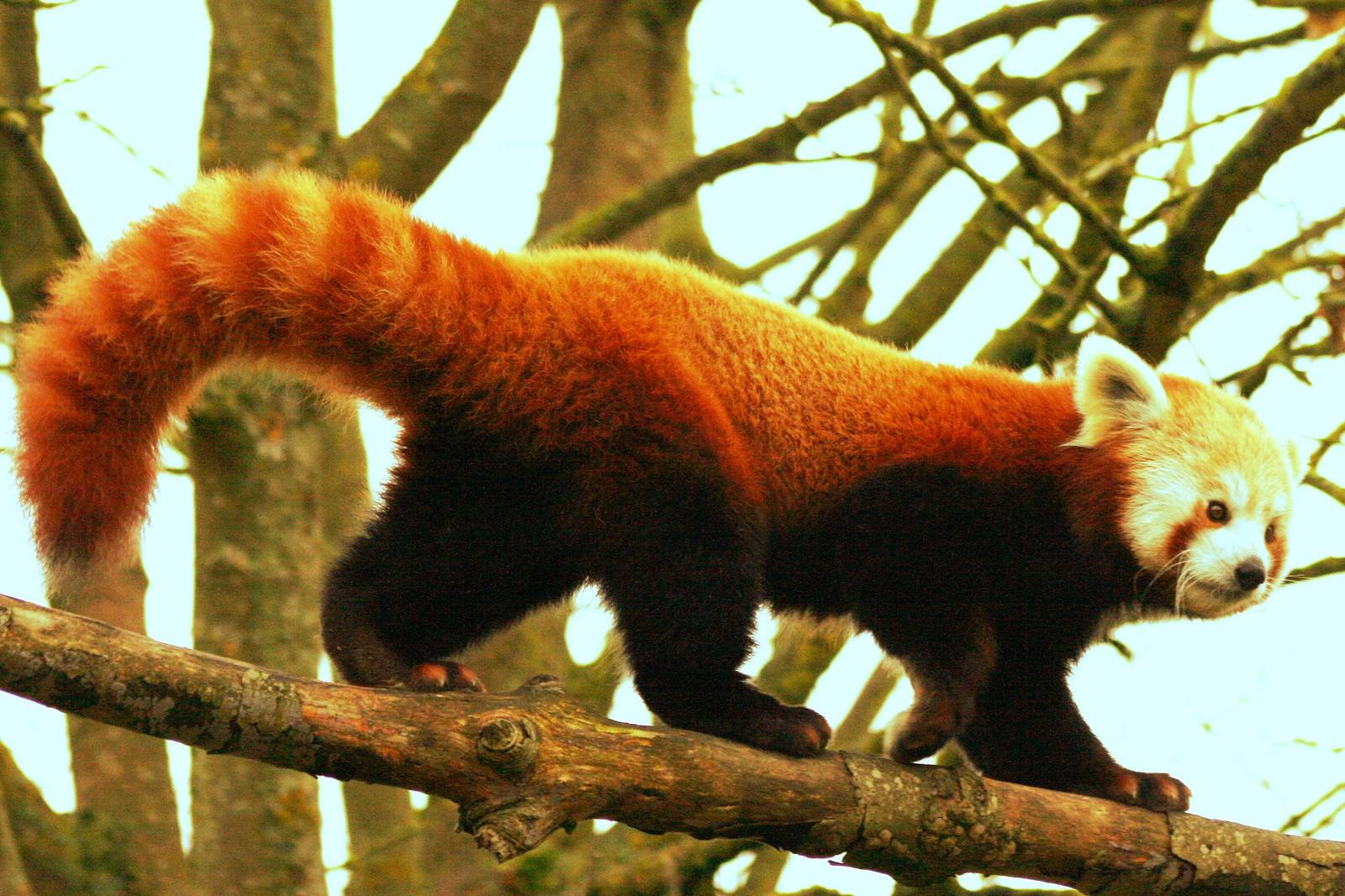 Red panda; Cotswold Wildlife Park; 20th November 2010