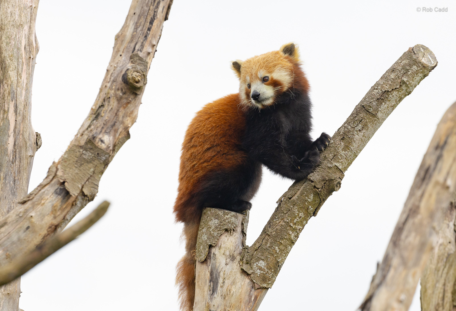 Red panda : Cotswold WP : 01 Jun 2024