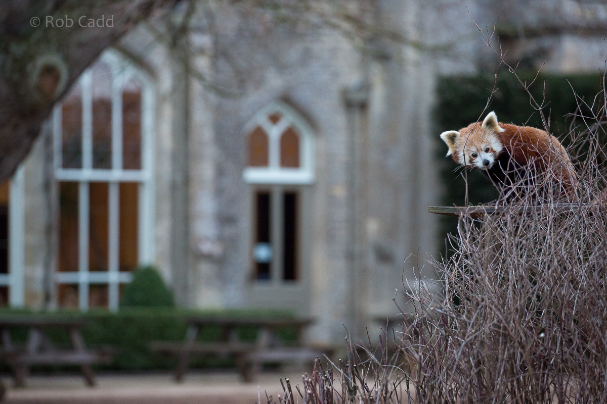 Red panda : Cotswold WP : 16 Jan 2016