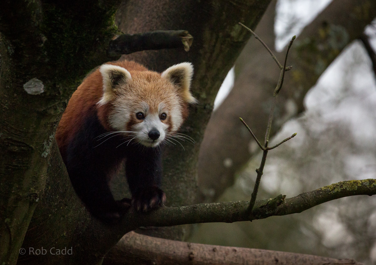 Red panda : Cotswold WP : 18 Dec 2015