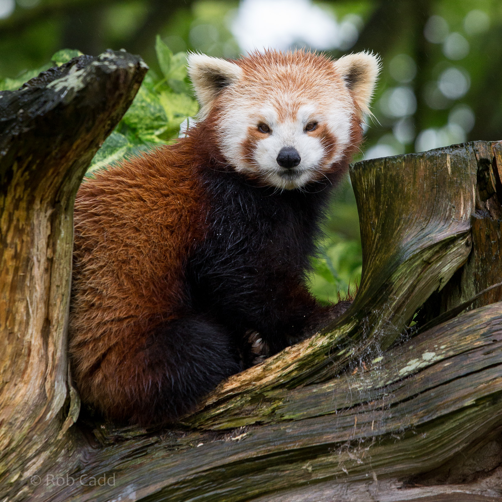 Red panda : Cotswold WP : 28 May 2014