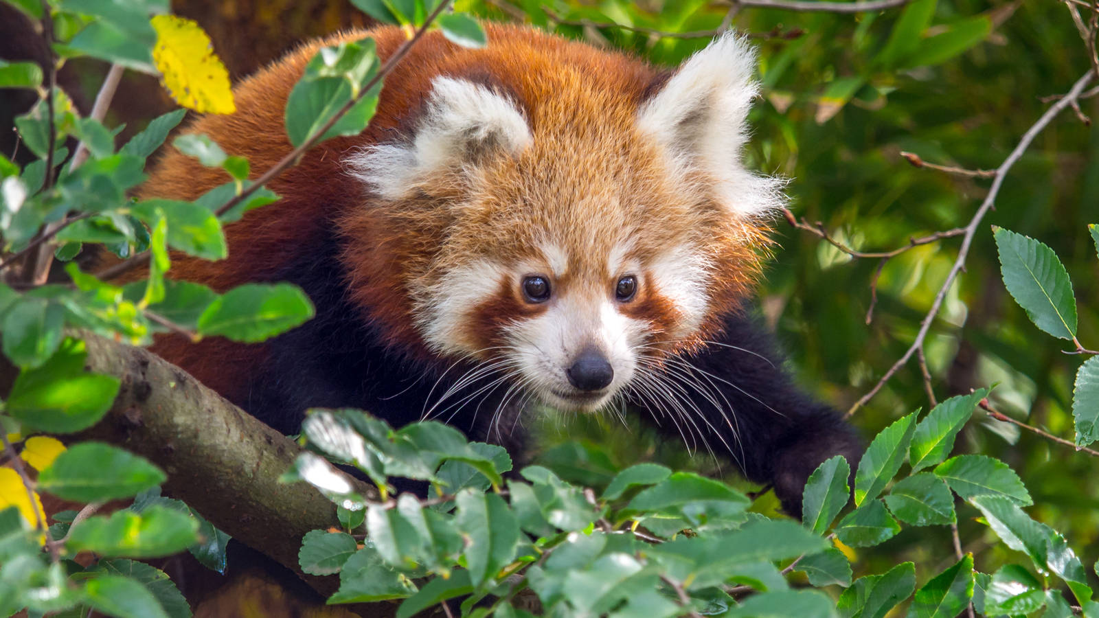 Red Panda cub climbs about, watched by mother Imandari