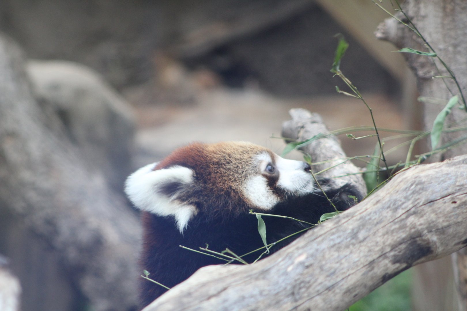 Red Panda Cub on the Move