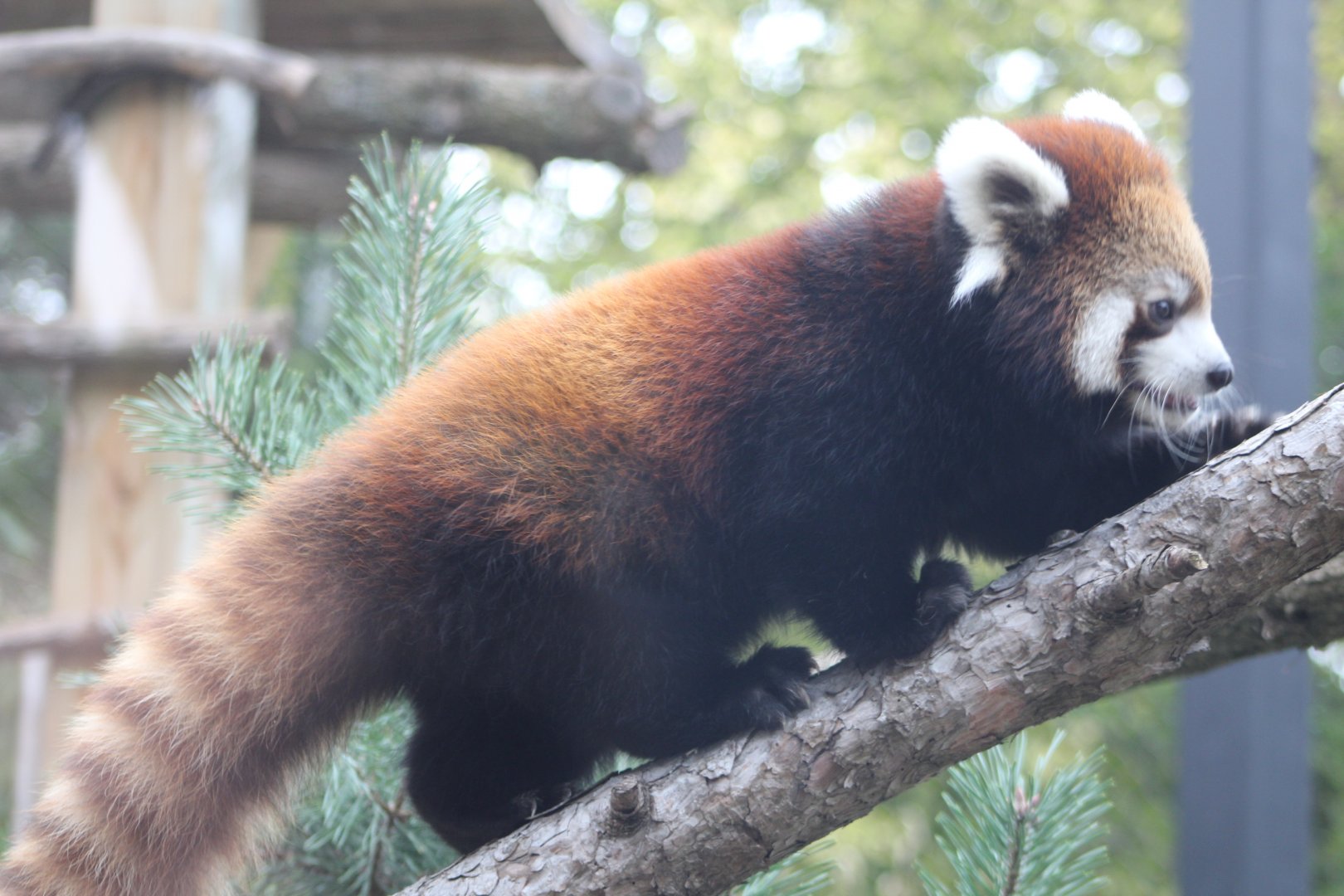 Red Panda Cub on the Move