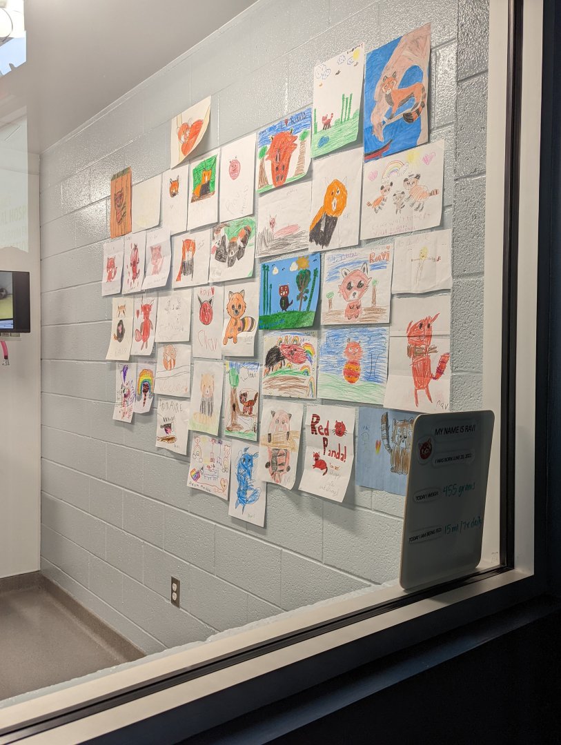 Red Panda cub "Ravi" fan art