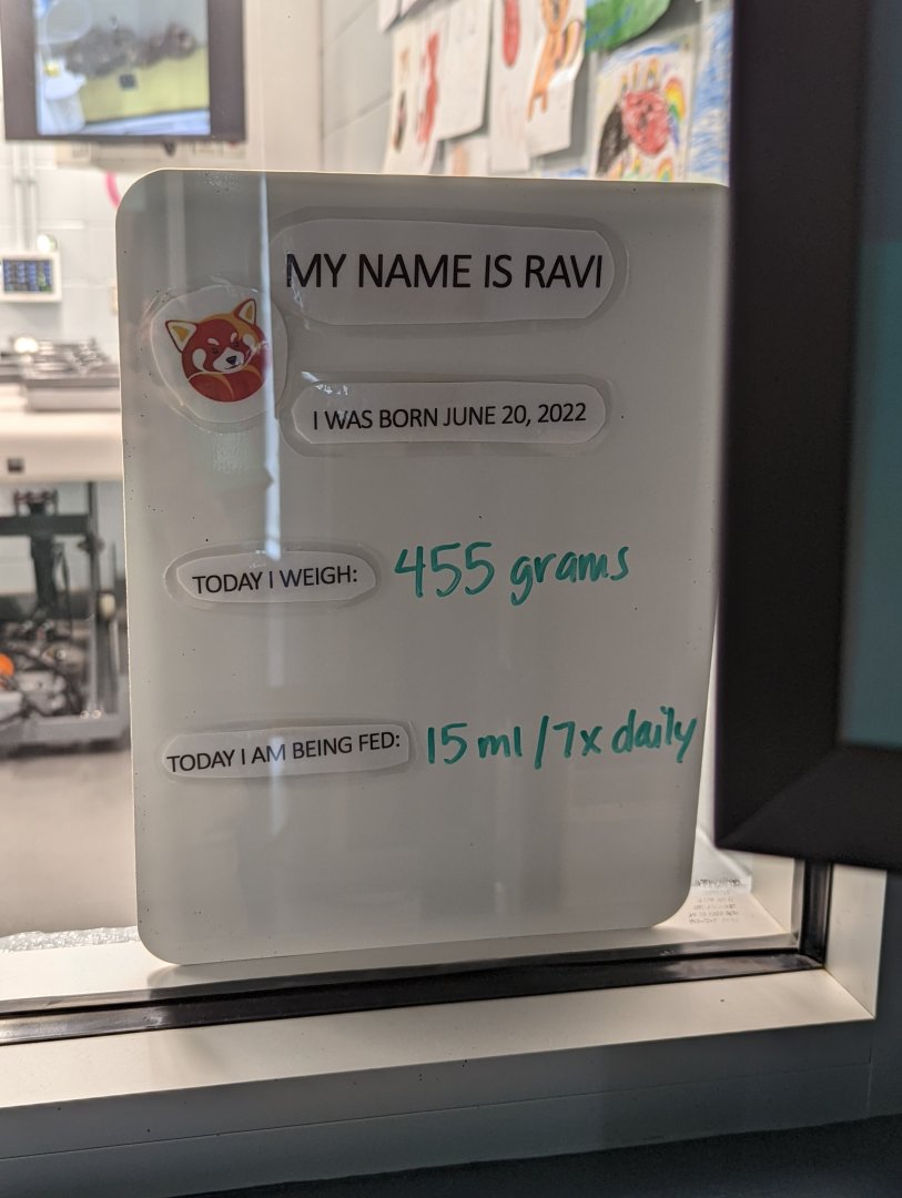 Red Panda cub "Ravi" info board