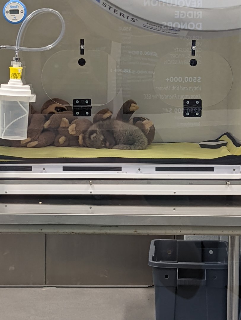 Red Panda cub "Ravi"!!!