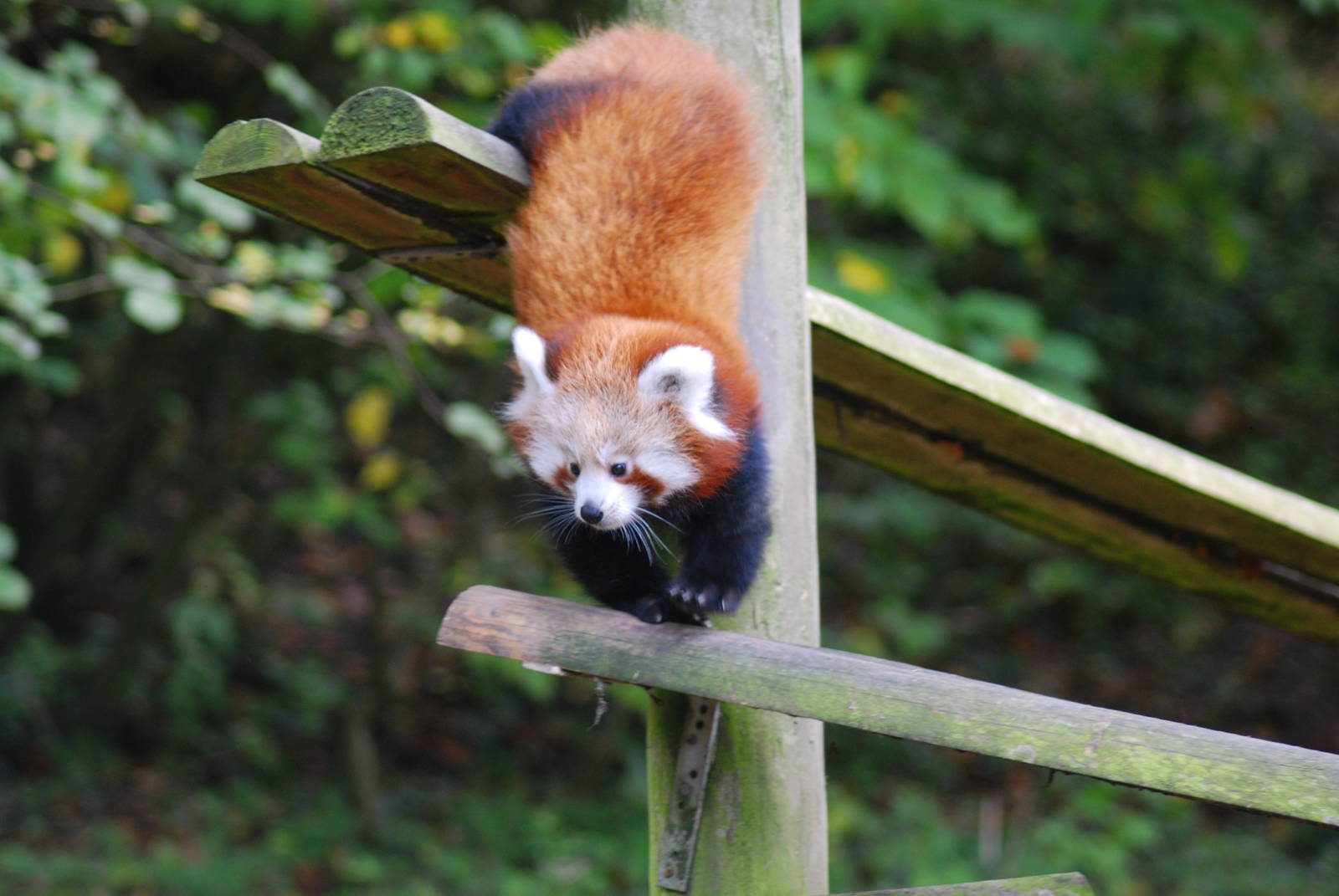 RED PANDA CUB (YOGI)