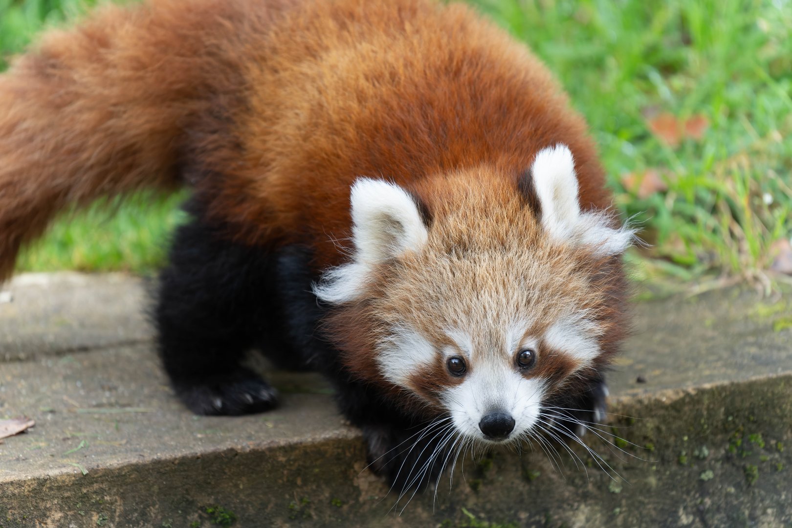 Red panda cub, ZSL Whipsnade, UK