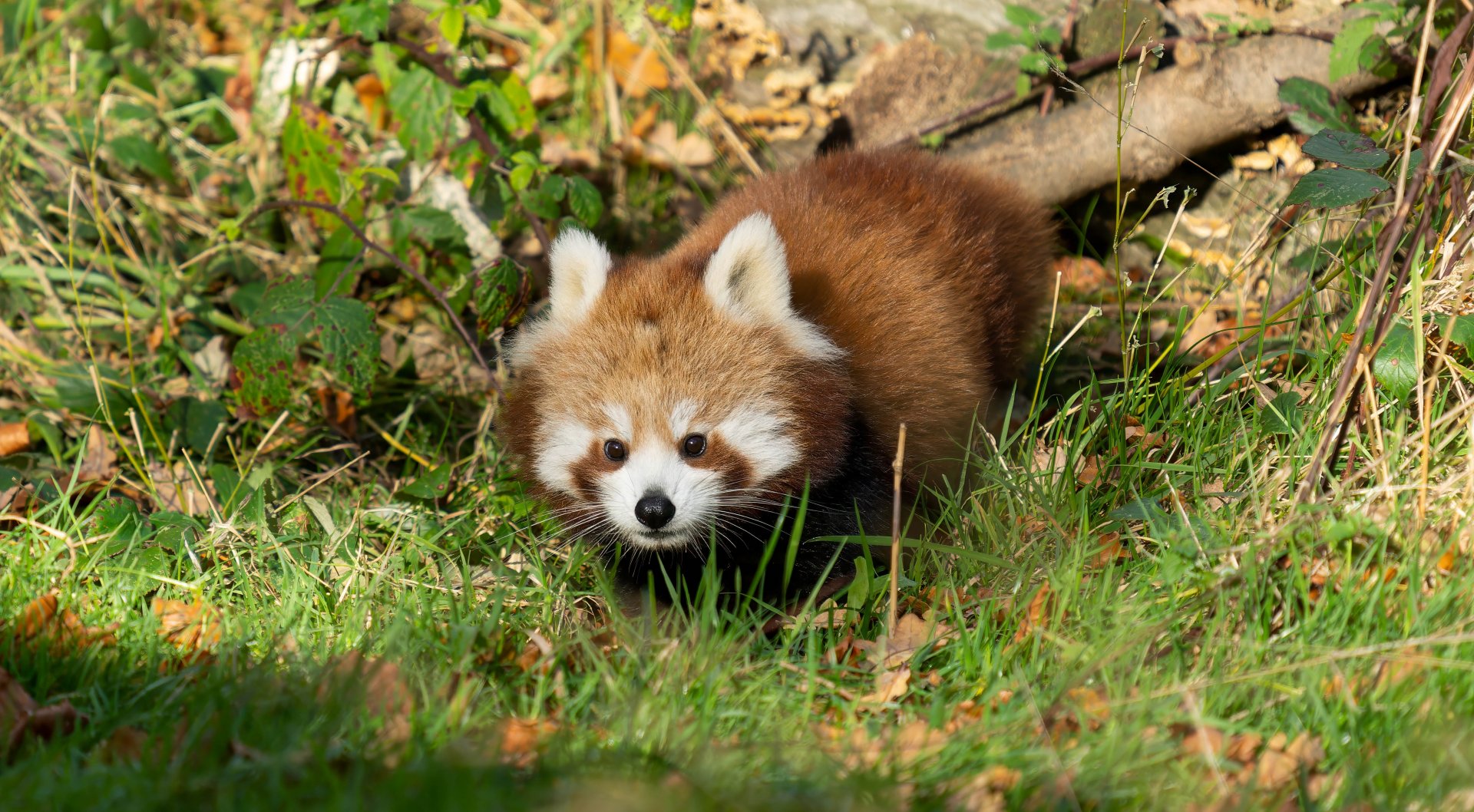 Red panda cub, ZSL Whipsnade, UK