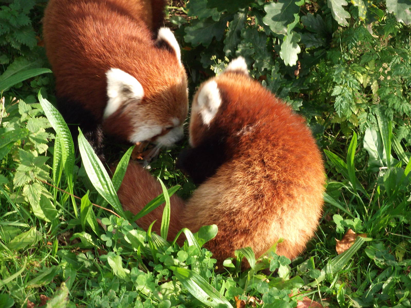 Red Panda Cub...