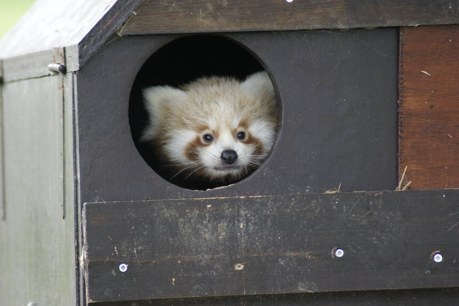 Red panda cub