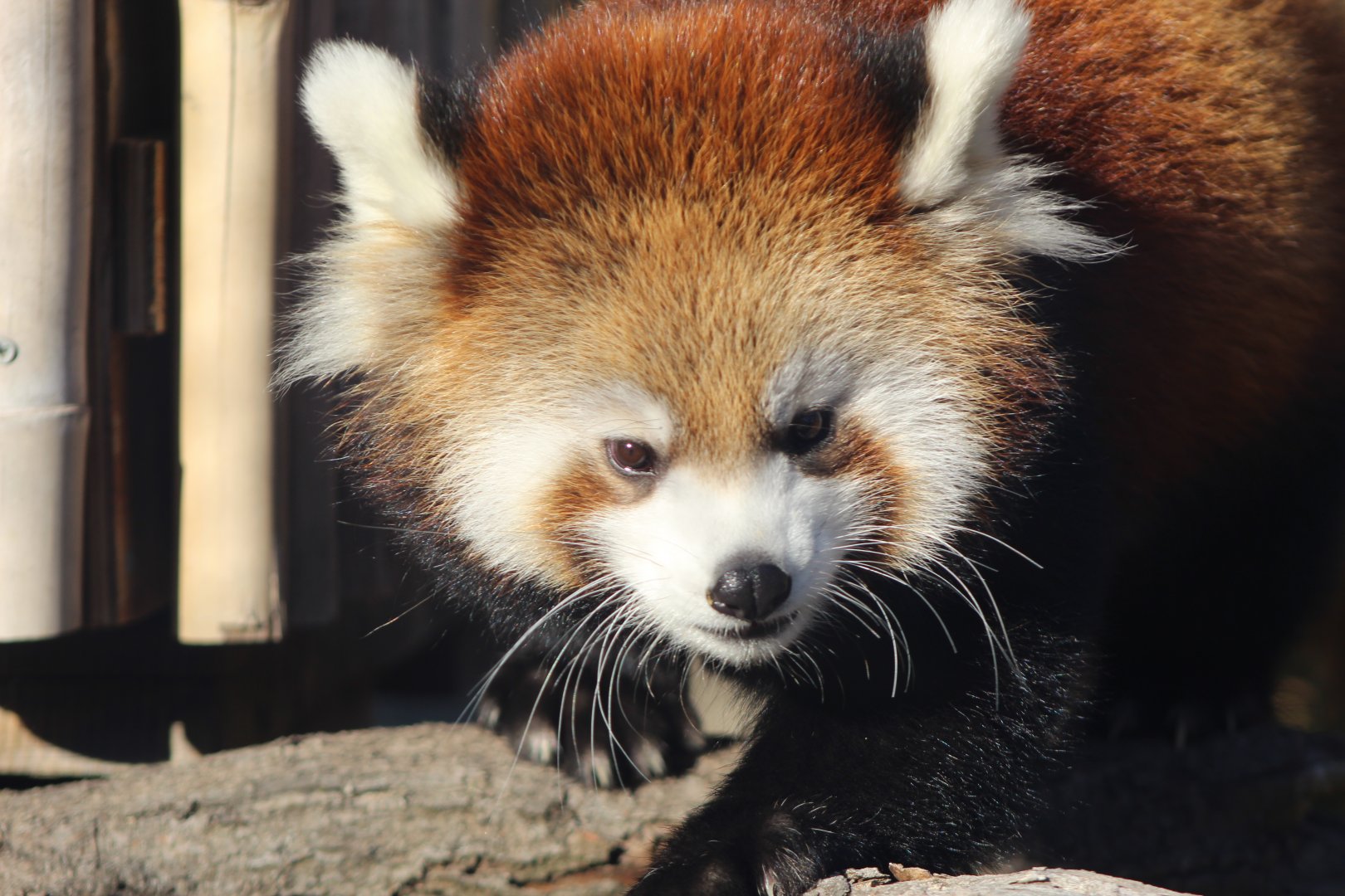 Red Panda Cub