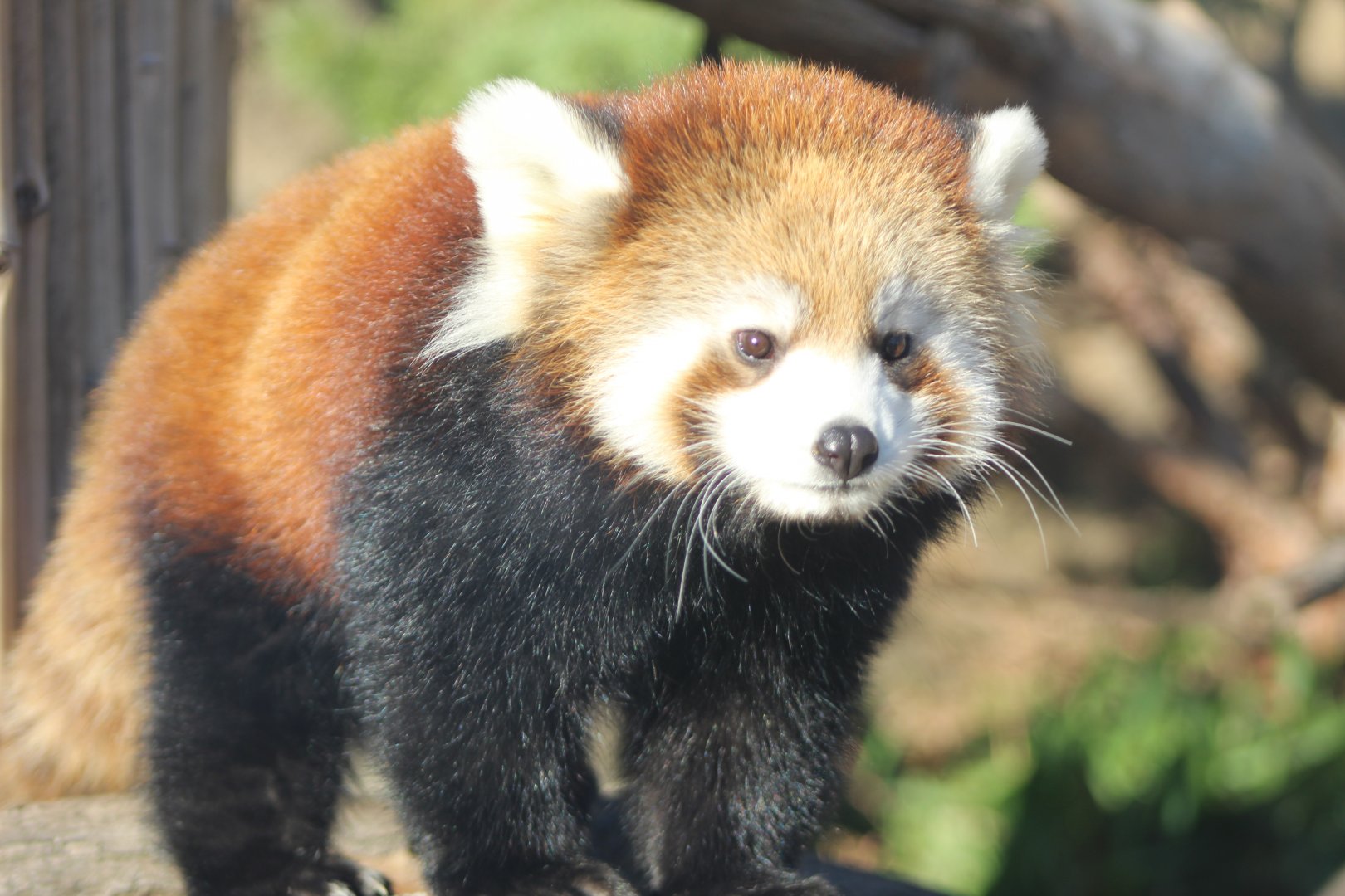 Red Panda Cub