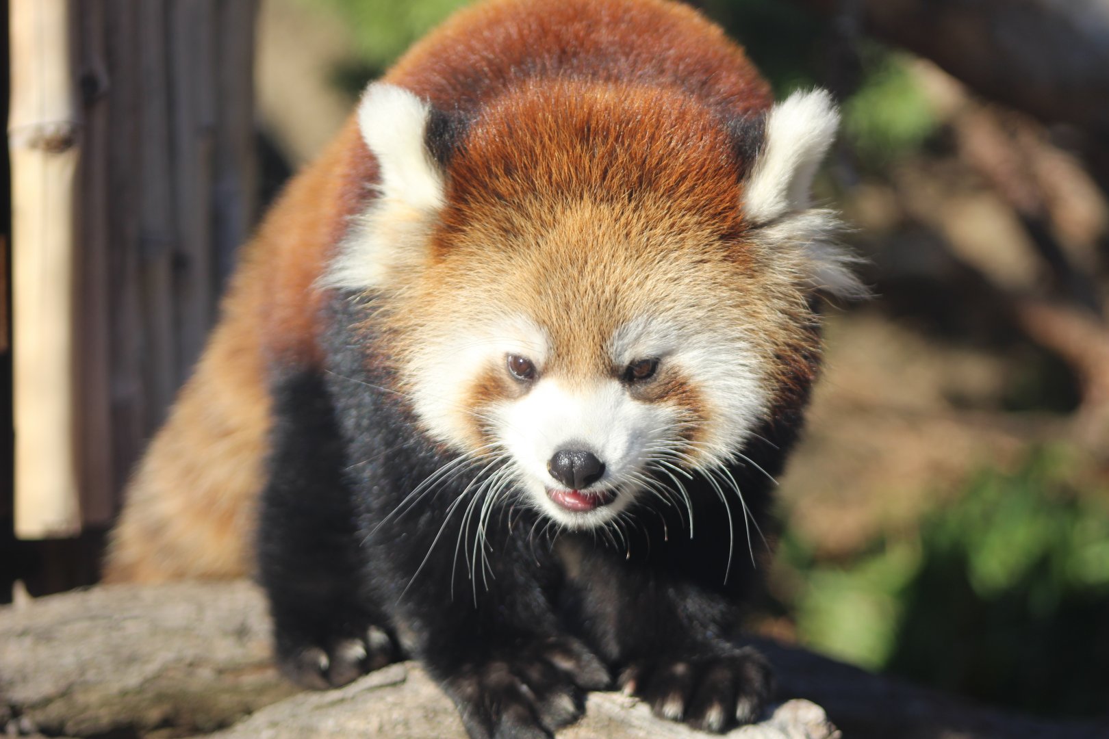 Red Panda Cub