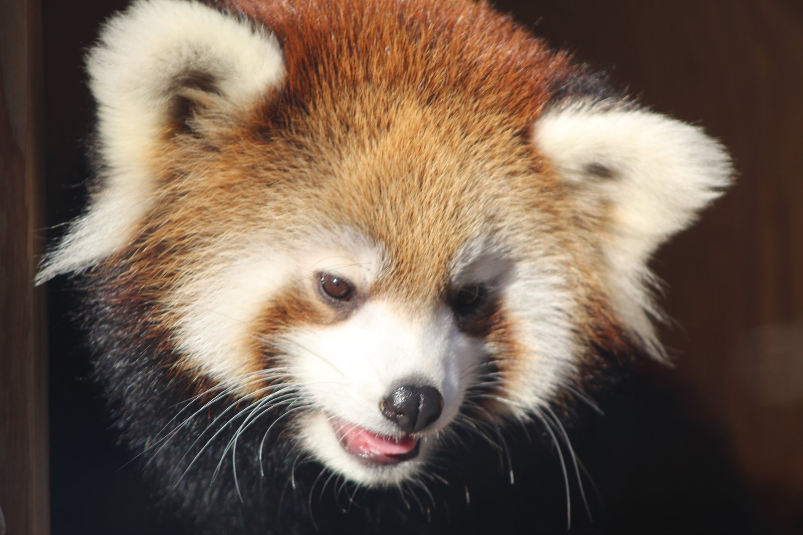 Red Panda Cub