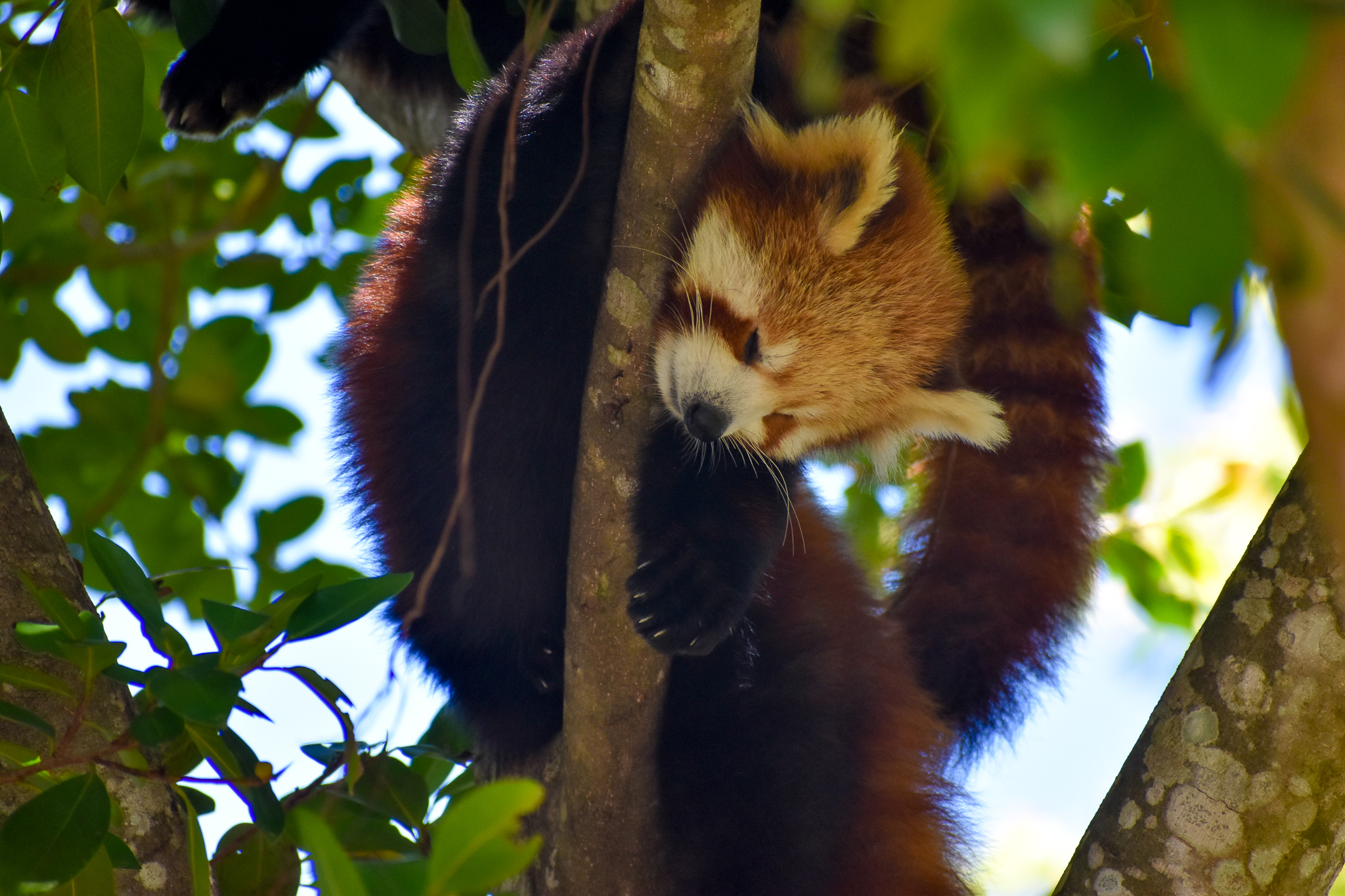 Red Panda Cub