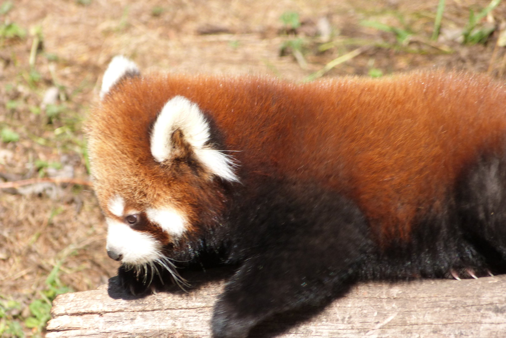 Red Panda Cub
