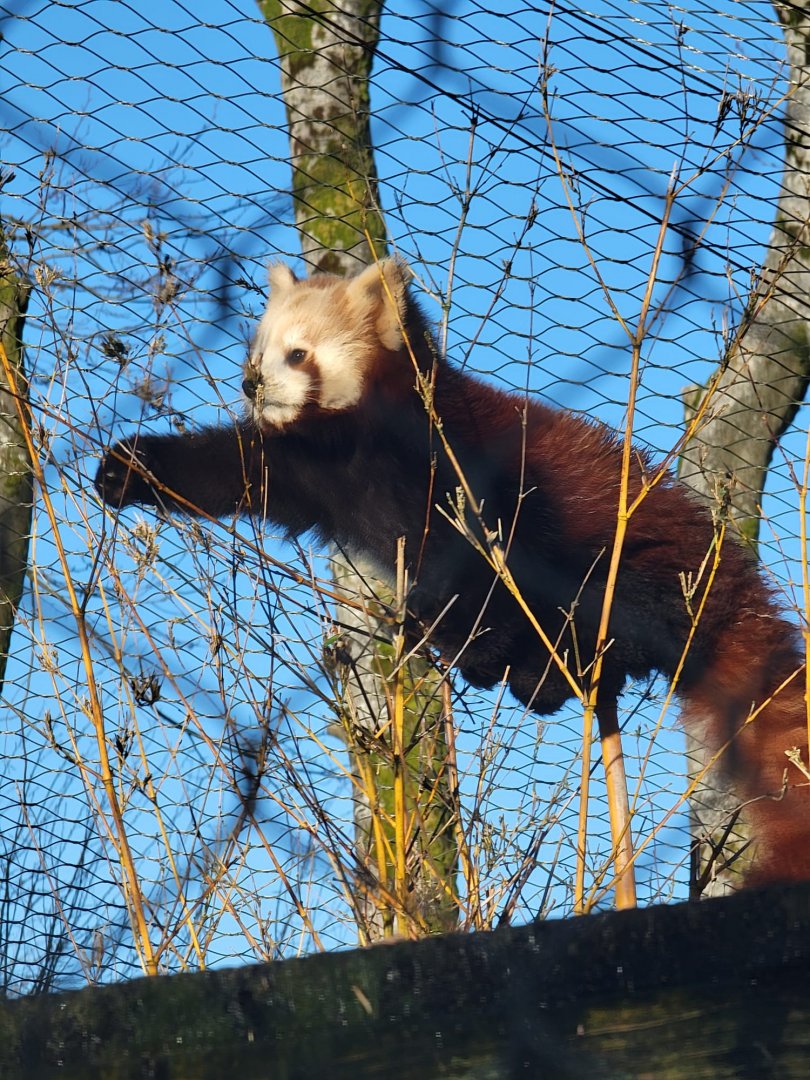Red Panda cub