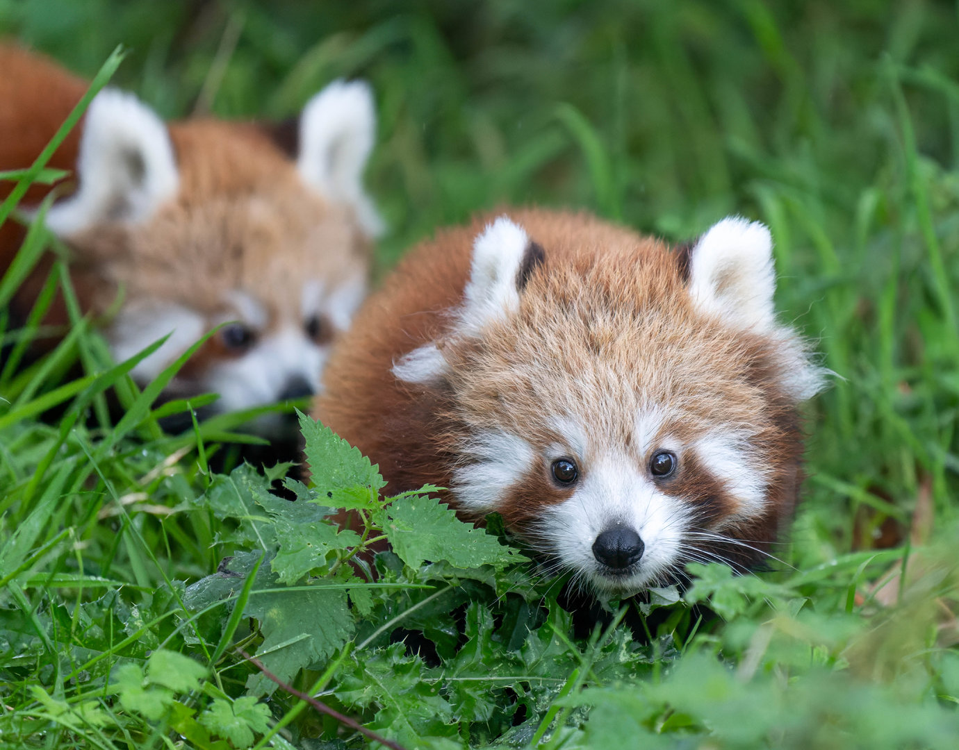 Red panda cubs, ZSL Whipsnade, UK