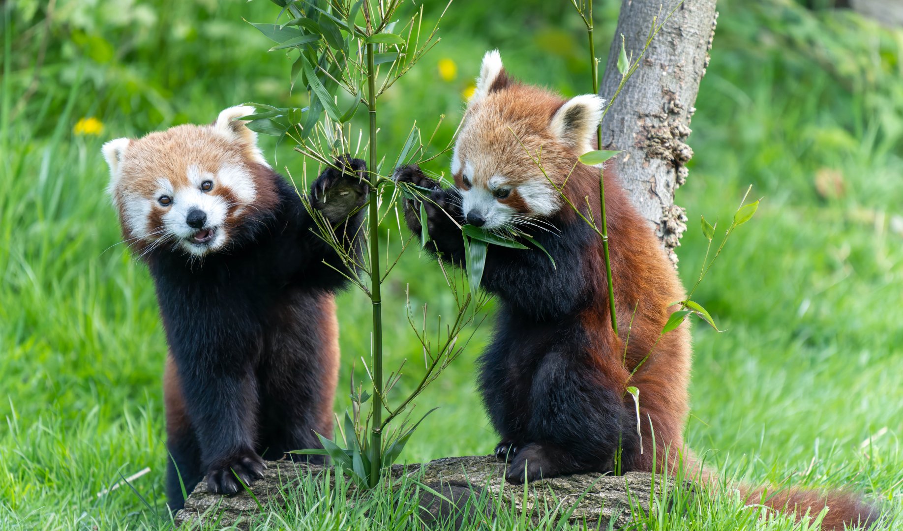 Red Panda cubs, ZSL Whipsnade