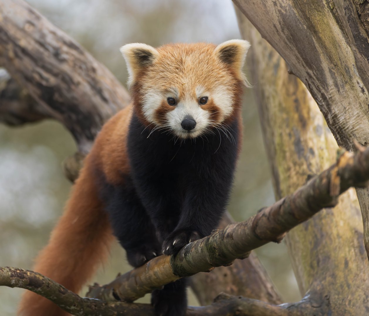 Red panda, CWP, UK