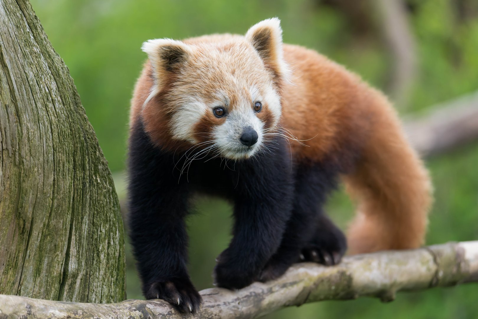 Red Panda, CWP, UK